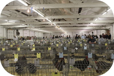 poultry show exhibitors main screen